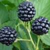 Natchez Thornless Blackberry - 1 Gallon Pot