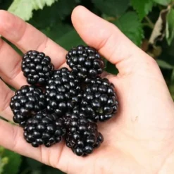 Navaho Thornless Blackberry - 1 Gallon Pot -Garden Supplies Sales 2024 Blackberry Navaho 1 3