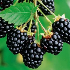 Navaho Thornless Blackberry - 6 Pack Of 1 Gallon Pots 8 Navaho Thornless Blackberry - 6 Pack Of 1 Gallon Pots -Garden Supplies Sales 2024 Blackberry Navaho 2