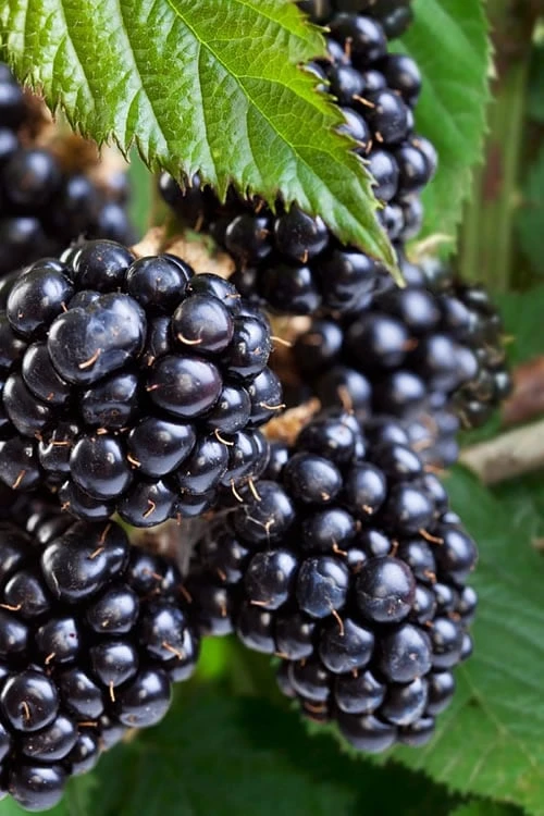 Navaho Thornless Blackberry - 1 Gallon Pot -Garden Supplies Sales 2024 Blackberry Navaho Thornless 500x750 2