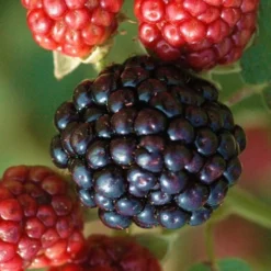 Osage Thornless Blackberry - 1 Gallon Pot