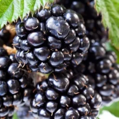 Ouachita Thornless Blackberry - 1 Gallon Pot