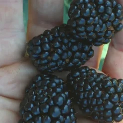 Prime Ark Traveler Blackberry Plant - 2 Gallon Pot