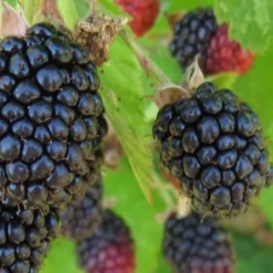 Triple Crown Thornless Blackberry Plant - 3 Gallon Pot -Garden Supplies Sales 2024 Blackberry Triple Crown