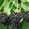 Triple Crown Thornless Blackberry Plant - 1 Gallon Pot