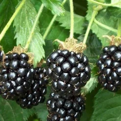 Triple Crown Thornless Blackberry Plant - 1 Gallon Pot