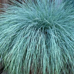Beyond Blue Festuca (Fescue) - 6 Pack Of 1 Gallon Pots