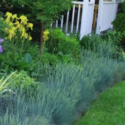 Beyond Blue Festuca (Fescue) - 6 Pack Of 1 Gallon Pots -Garden Supplies Sales 2024 Blue Fescue Beyond Blue 23 2