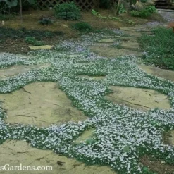 Blue Star Creeper (Laurentia Fluviatilis) - 6 Pack Of Pint Pots -Garden Supplies Sales 2024 Blue Star Creeper 20