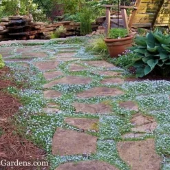 Blue Star Creeper (Laurentia Fluviatilis) - 6 Pack Of Pint Pots -Garden Supplies Sales 2024 Blue Star Creeper 21