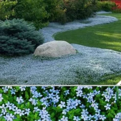 Blue Star Creeper (Laurentia Fluviatilis) - 10 Pack Of Pint Pots -Garden Supplies Sales 2024 Blue Star Creeper 24 4