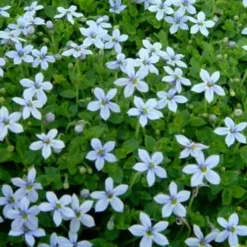 Blue Star Creeper (Laurentia Fluviatilis) - 3 Pack Of Quart Pots -Garden Supplies Sales 2024 Blue Star Creeper Laurentia 1 2
