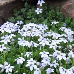 Blue Star Creeper (Laurentia Fluviatilis) - 5 Pack Of Pint Pots -Garden Supplies Sales 2024 Blue Star Creeper Laurentia Isotoma 1