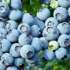 Alice Blue Rabbiteye Blueberry - 1 Gallon Pot -Garden Supplies Sales 2024 Blueberry Alice Blue