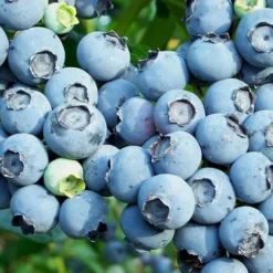 Austin Rabbiteye Blueberry - 1 Gallon Pot -Garden Supplies Sales 2024 Blueberry Austin