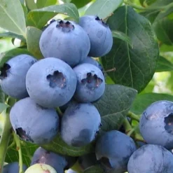 Bless Your Heart Rabbiteye Blueberry - 1 Gallon Pot -Garden Supplies Sales 2024 Blueberry Bless Your Heart