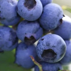 Delite Rabbiteye Blueberry - 3 Gallon Pot -Garden Supplies Sales 2024 Blueberry Delite 1