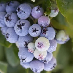 Jubilee Southern Highbush Blueberry - 3 Gallon Pot