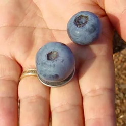 Krewer Rabbiteye Blueberry - 3 Gallon Pot -Garden Supplies Sales 2024 Blueberry Krewer 2