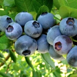 Misty Southern Highbush Blueberry - 3 Gallon Pot -Garden Supplies Sales 2024 Blueberry Misty