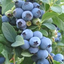 Ochlockonee Rabbiteye Blueberry - 3 Gallon Pot -Garden Supplies Sales 2024 Blueberry Ochlockonee