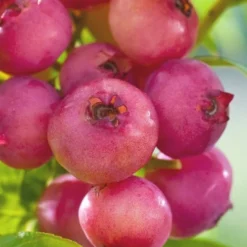 Pink Lemonade Blueberry - 6 Pack Of 1 Gallon Pots -Garden Supplies Sales 2024 Blueberry Pink Lemonade 6 1