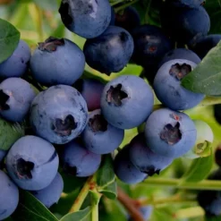 Baldwin Rabbiteye Blueberry - 1 Gallon Pot -Garden Supplies Sales 2024 Blueberry Rabbiteye Baldwin 50