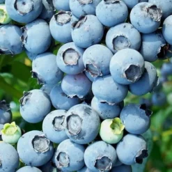 Brightwell Rabbiteye Blueberry - 3 Gallon Pot