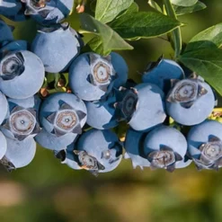 Star Southern Highbush Blueberry - 3 Gallon Pot 7 Star Southern Highbush Blueberry - 3 Gallon Pot -Garden Supplies Sales 2024 Blueberry Star