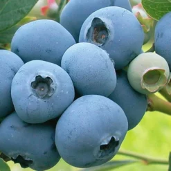 Takes The Cake Rabbiteye Blueberry Bush - 1 Gallon Pot -Garden Supplies Sales 2024 Blueberry Takes The Cake