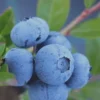 Tifblue Rabbiteye Blueberry - 1 Gallon Pot