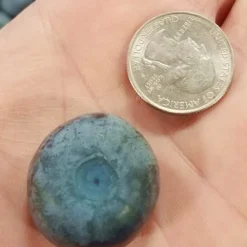 Titan Blueberry - 3 Gallon Pot