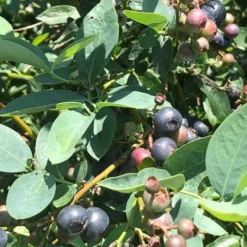 Titan Blueberry - 6 Pack Of 1 Gallon Pots 11 Titan Blueberry - 6 Pack Of 1 Gallon Pots -Garden Supplies Sales 2024 Blueberry Titan 11 3