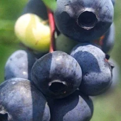 Titan Blueberry - 7 Gallon Pot -Garden Supplies Sales 2024 Blueberry Titan 12 1