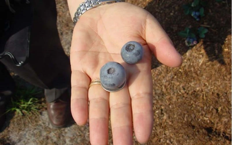 Titan Blueberry - 6 Pack Of 1 Gallon Pots 5 Titan Blueberry - 6 Pack Of 1 Gallon Pots - Image 5