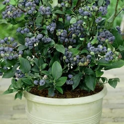 Top Hat Dwarf Blueberry - 1 Gallon Pot