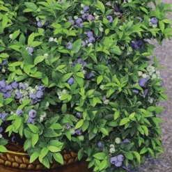 Top Hat Dwarf Blueberry - 1 Gallon Pot -Garden Supplies Sales 2024 Blueberry Top Hat 2
