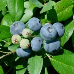 Vernon Rabbiteye Blueberry - 1 Gallon Pot -Garden Supplies Sales 2024 Blueberry Vernon 1