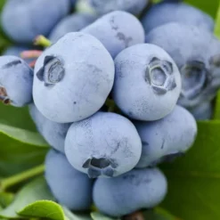 Woodard Rabbiteye Blueberry - 1 Gallon Pot -Garden Supplies Sales 2024 Blueberry Woodard