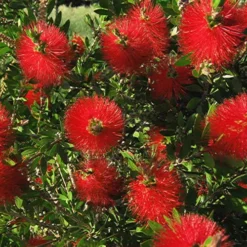 Scarlet Compacta Bottlebrush - Callistemon - 3 Gallon Pot -Garden Supplies Sales 2024 Bottlebrush Scarlet Compacta 2