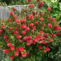 Scarlet Compacta Bottlebrush - Callistemon - 3 Gallon Pot -Garden Supplies Sales 2024 Bottlebrush Scarlet Compacta