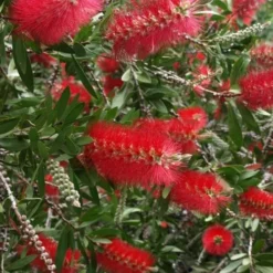 Scarlet Compacta Bottlebrush - Callistemon - 3 Gallon Pot