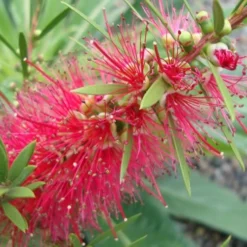 Woodlanders Cold Hardy Red Bottlebrush - Callistemon - 3 Gallon Pot -Garden Supplies Sales 2024 Bottlebrush Woodlanders Hardy 1 1
