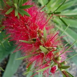 Woodlanders Cold Hardy Red Bottlebrush - Callistemon - 3 Gallon Pot -Garden Supplies Sales 2024 Bottlebrush Woodlanders Hardy Red 20 1
