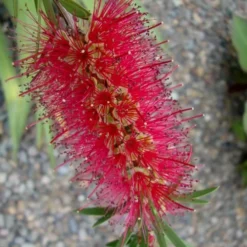 Woodlanders Cold Hardy Red Bottlebrush - Callistemon - 3 Gallon Pot