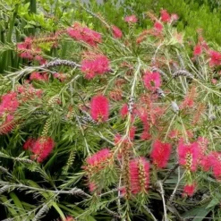 Woodlanders Cold Hardy Red Bottlebrush - Callistemon - 1 Gallon Pot -Garden Supplies Sales 2024 Bottlebrush Woodlanders Hardy Red 22