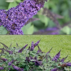 Pugster Blue Butterfly Bush - Buddleia - 3 Gallon Pot 7 Pugster Blue Butterfly Bush - Buddleia - 3 Gallon Pot -Garden Supplies Sales 2024 Butterfly Bush Pugster Blue 1