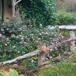 Sarrel Dwarf Camellia Sasanqua - 3 Gallon Pot -Garden Supplies Sales 2024 Camellia Sarrel 5