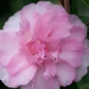 Sarrel Dwarf Camellia Sasanqua - 3 Gallon Pot