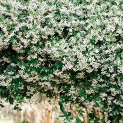 Madison Confederate Jasmine - 6 Pack Of 1 Gallon Pots -Garden Supplies Sales 2024 Campsis Madame Galen 18 3